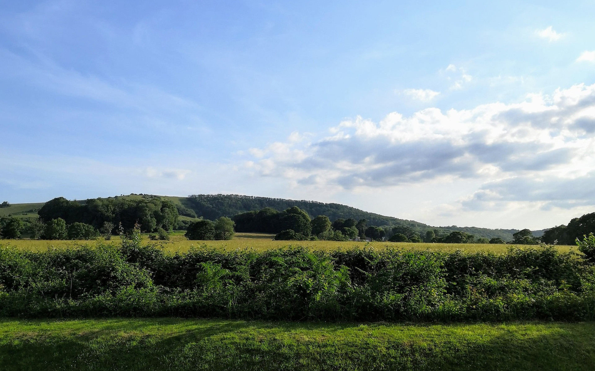 Jessie's own photograph: a hedgerow, a hay field and the wooded ridge of the South Downs under an evening sky